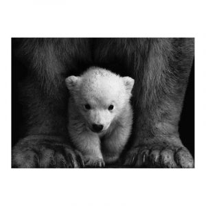 Tableau Ours Bébé