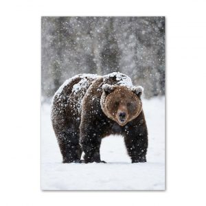 Tableau Ours Polaire